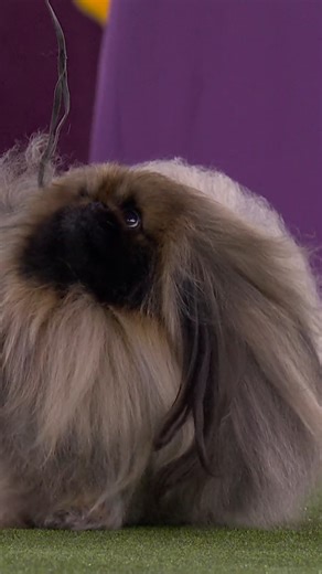 David Fitzpatrick has experienced Westminster as a Toy Group winner and as a Best in Show winner in 2012 and 2021. His career reflects decades of dedication, mastery, and impact on the sport. At the 150th Westminster Kennel Club Dog Show presented by Purina Pro Plan, David Fitzpatrick returns to the ring — this time as the Best in Show judge — bringing his remarkable journey full circle. Witness Best in Show on February 3. Get your tickets today at https://bit.ly/WKC2026Tickets | Westminster Ken