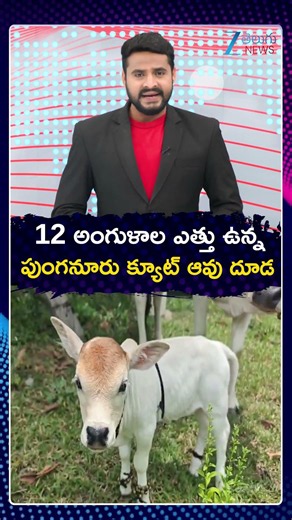 Rare small cow in Lakkavaram | Punganur Cow | Konaseema12 అంగుళాల ఎత్తు ఉన్న పుంగనూరు క్యూట్ ఆవు దూడ