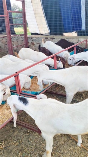 how to start new goat farm #goatfarming