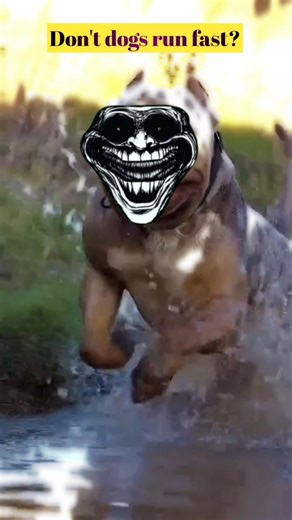 don't dogs ran fast? #sigma #abhiedits #shorts