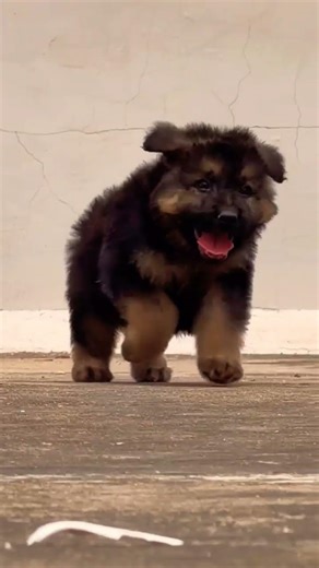8810623046 German Shepherd Male Puppy Strong Guard Dog Active Smart Book Now Fast #dogpoundgym
