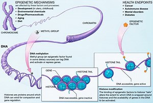 유전학과 후성 유전학의 차이점 - 뉴스 2026