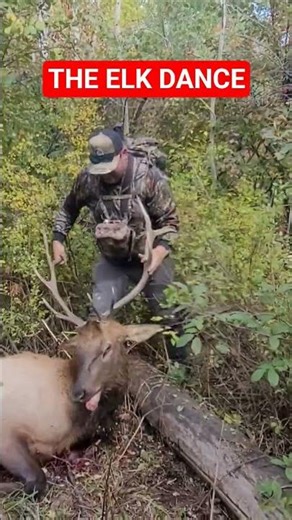 Elk DANCE #archery #bowhunting