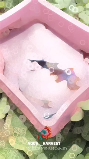 𝐆𝐨𝐩𝐢𝐤𝐫𝐢𝐬𝐡𝐧𝐚𝐧 𝐩𝐠 on Instagram: "𝐓𝐫𝐮𝐬𝐭♥️𝐰𝐞 𝐩𝐫𝐨𝐝𝐮𝐜𝐞 𝐩𝐫𝐞𝐦𝐢𝐮𝐦 𝐰𝐮𝐚𝐥𝐢𝐭𝐲♥️☺️ 𝐊𝐨𝐭𝐭𝐚𝐲𝐚𝐦, 𝐩𝐨𝐧𝐤𝐮𝐧𝐧𝐚𝐦 𝐌𝐨𝐫𝐞 𝐝𝐞𝐭𝐚𝐢𝐥𝐬 𝐃𝐌 𝐦𝐞.. @vij_anya @wingsguppyfarm.77 @_aswathybiju_ @_s0ul_partner_ @___div__yah___ @lekzz.z_ @vij_anya @divyarajan.divyarajan.52 @sulabhitha_sulu @sivapriya._.ep @aparnaa_____ @mrs_cyper_kid #guppie @catharsis_guppy @_annmaria_mathukutty_ #handmade @cinamikah @chinnumariyathomas @tales_by_anjaliks #handmade #photography #