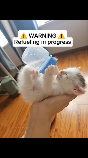3.2K views · 113 reactions | 羅凉Feeding cat 凉 Nazmin Akter Liza এই গ্রুপে জয়েন করুন 﫴 凉মেউ  푻풉풆 풗풊풓풂풍 푪푨풕 凉 | Nazmin Akter Liza | Facebook