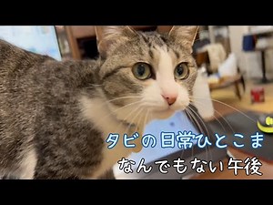 タビの何でもない日常ひとこま