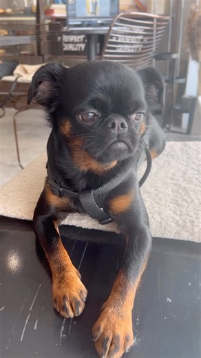 Hello🤍 #griffon #grumpygriffons #griffonbruxellois #griffonbelge #griffonsarmy #griffonlovers #griffonlove #petitbrabancon #petitbrabançon #grumpydog #grumpyface #grumpysunshine #summermemories #meme #memesdaily #memeoftheday #funnydogs #cutedog #puppy #puppiesofinstagram #puppygram #puppyoftheday #thedodo #bark #barkhappy #dogsofinstagram #doglover #dogmodel #puppymodel | Charlie