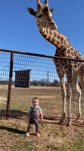 276K views · 7.3K reactions | the best exhibit at the zoo #giraffe #toddler #pettingzoo | Poke My Heart | Facebook