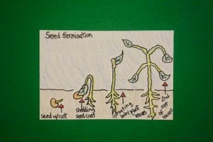 Let's Draw Seed Germination!