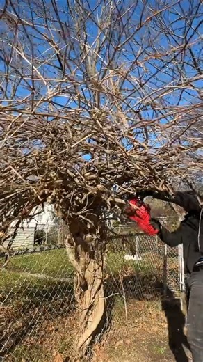 1.4K views · 44 reactions | Abandoned property strangled by vines - restored to new!!! | Anything Gone Wrong | Facebook