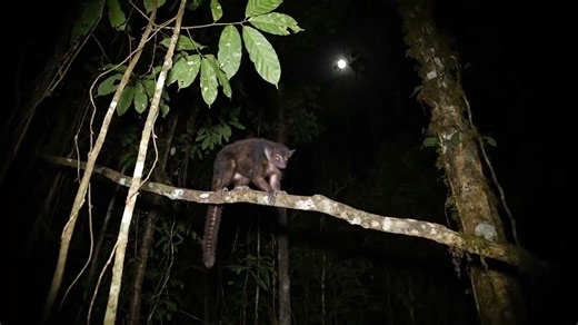 Discover fun facts in this documentary about the aye-aye, a lemur with rodent like teeth that grow nonstop throughout its life. This original video was produced by Network Media, LLC and Eric B. | Artfully Imagined | Facebook