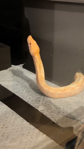 🫐Blackberry & Strawberry🍓 on Instagram: "She’s doing it again😗🐍🍓She hasn’t eaten in three weeks because she’s in shed, so now she just looks at me like this for 🐀🐁🐀🐁。。。 . . #strawberrythesnake🐍 #snakelover #snake #snakeworld #theberrysisters #blackberrythesnake🐍"