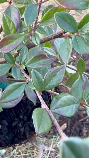 No hay manera de expresar Cotoneaster Lacteus