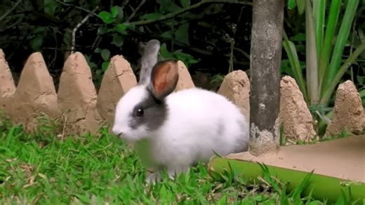 A scared rabbit left with nowhere to hide, then they built a safe home