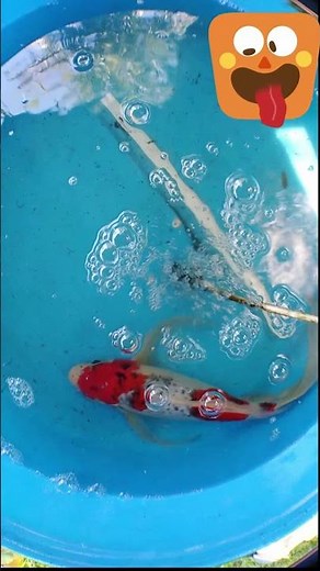 Goromo Butterfly Koi Variety Guide You need to know