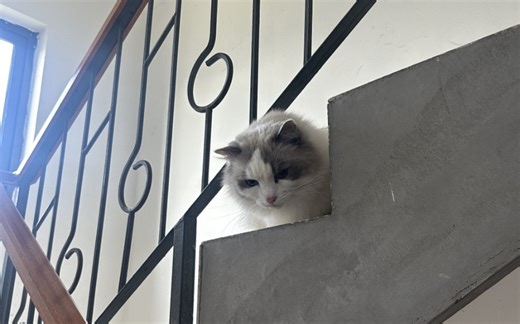 【CAT48】存档系列丨叛逆小岁出逃丨姐姐赶羊式劝返丨非要让姐姐抱的臭小子丨暖岁狼的日常存档