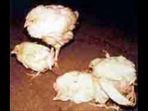 Chuzun k safed dast (Pullorum ) disease in poultry chicks Dr.Ashraf Sahibzada