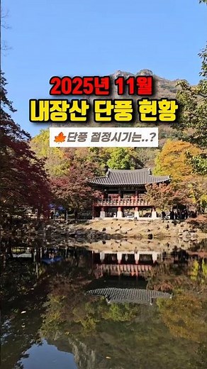 내장산 백양사 단풍 실시간 2025 내장산 단풍 절정시기는? 🍁 #단풍 #단풍명소 #내장산단풍