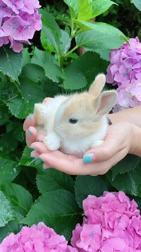 ウサギが100羽もいるお寺🐰このあと手の中で寝ちゃいました☺️#ウサギ#佐渡島 #新潟#rabbit