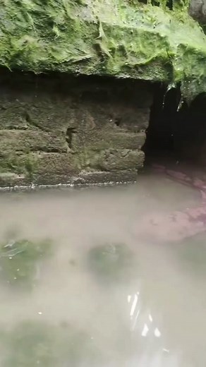 New Fear Unlocked: Giant Japanese Salamander Sounds and Pacific Giant Salamander