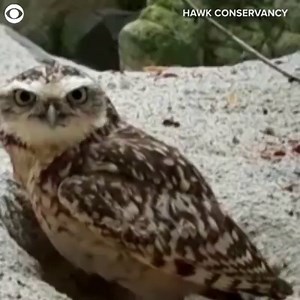 1M views | WAIT FOR IT! It looks like a couple of camera-shy owls at the Hawk Conservancy Trust in Andover, England were not happy when they discovered a hidden camera filming them on August 2nd. After a little investigating, check out what they did. | CBS Newspath | Facebook