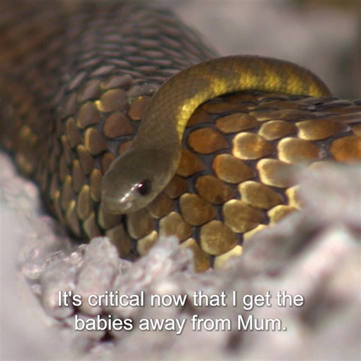 Cute baby Tiger snakes are loaded with venom! 😵 | Bondi Vet