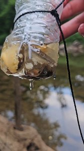 A makeshift trap using a water bottle and a fortune cookie for minnows. Can be used as bait for bigger fish or to eat #survival #outdoors #fishing #selfreliance #diy #lifehack #reels | WoodsBound Outdoors