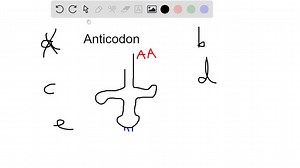 SOLVED:21The anticodon of a particular tRNA molecule iscomplementary to the corresponding triplet in rRNAcomplementary to the corresponding mRNA codon:the part of tRNA that bonds to a specific amino acid.changeable, depending on the amino acid that attaches to the tRNA_catalytic, making the tRNA an enzyme_