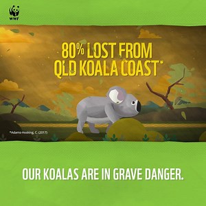102 reactions · 80 shares | Time is running out for east coast koalas. Every day, koalas and their homes are being destroyed by excessive tree-clearing, driving them to the brink of extinction. | WWF-Australia | Facebook