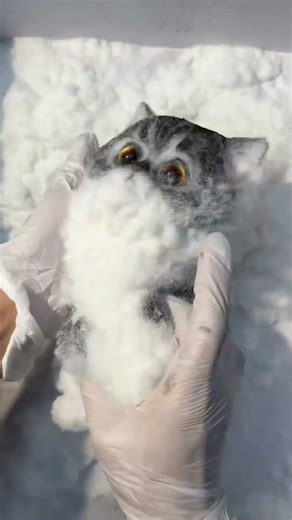 Guess who just adopted a pocket-sized cat? #squishy #cat #springsquishmallow