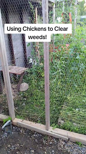Using Chickens to Clear Weeds