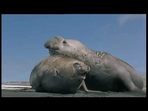 Paradis de l'océan - Documentaire faune Aquatique (HD)