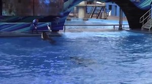 Understanding Orcas: Behaviors of Killer Whales