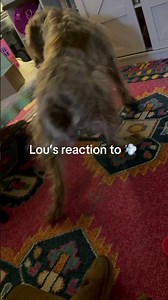 Who else’s dogs afraid of someone farting?