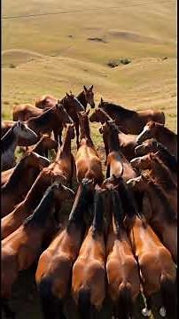 Wild Horses running on the ground | Documentary Nature Shorts