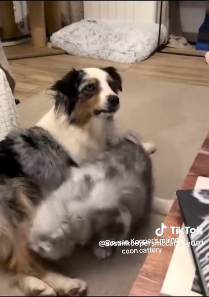 People often ask me if Maine Coons get along with dogs? Here's a video that illustrates it well... they don't just like them, they loooove them 😻😅🤣❤️ #catlover #pets #mainecoon