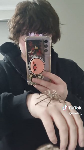 可爱的澳大利亚猎蛛日常瞬间