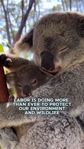 14K views · 356 reactions | Labor is doing more than ever to protect our environment. We’re protecting more of our natural world, fixing more of what’s been damaged and working hard to care for the places we love. 輦 | Australian Labor Party | Facebook