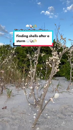 I only took like my top four faves home. I like to fill up a bucket incase i find a shell i like better along the way😂 #beachcombingfinds #beachgirlaesthetic #coastalgranddaughter #findingseashells #beachtownlife #floridabeaches