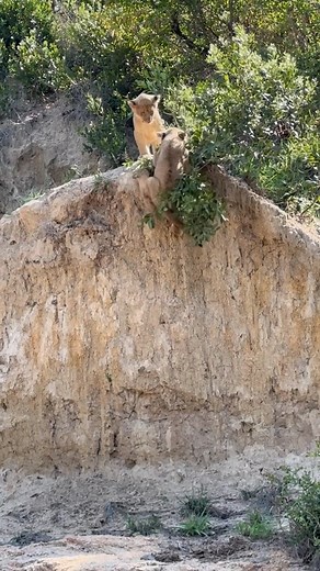 Mufasa and Scar as Cubs. Great little re-enacting the iconic Lion King Scene. “🎬Lights, Camera, Lion King! 🦁🎥 Mufasa and Scar taking their acting game to new heights, re-enacting the iconic cliff scene! 🌟 But hey, remember kids, always keep your friends close and your paws even closer! 😅 #PawsomeDrama #SiblingRivalry #LionKingLegacy” 🎥 @savannaprivategamereserve in #sabisands #southafrica #africansafari Www.Africansafarimag.com | African Safari Mag