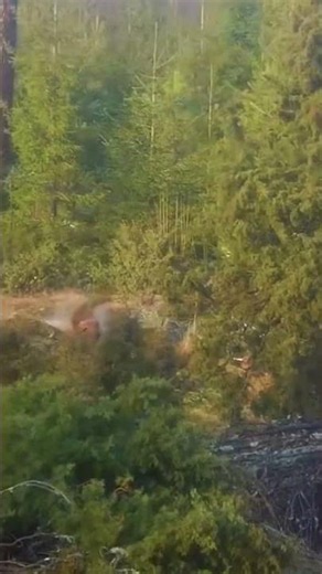 It that down or not. #hunting #foxhunting #1fox #загоннаяохота #весенняяохота #chasse #caccia #deer