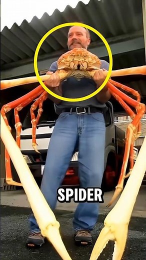 Top 3 largest Crabs That can dominate the ocean 😱