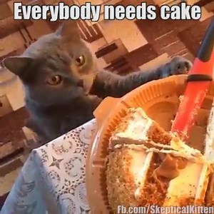 Everybody needs cake! :) | Awesomelycute