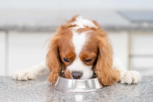 How Much to Feed a Cavalier King Charles Spaniel (Puppy & Adult Feeding Chart)