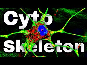 Cytoskeleton Structure and Function (Microtubules and cell movement)