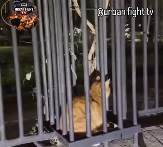 Urban Fight Arena | In a short, first-person clip captioned “a baby girl saving her father,” the camera captures a toddler interrupting her father as he greets... | Instagram