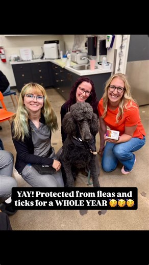 Sactown Vet on Instagram: "It’s here! It’s here!!! We FINALLY have the much-anticipated BRAVECTO QUANTUM 🥳 What is it? It’s an injection of flea and tick prevention that lasts your baby AN ENTIRE YEAR 🥹🥳😭 Do y’all realize how amazing this is?! You don’t have to stress about keeping your kids protected anymore. No more calendar reminders… or lack thereof and forgetting to give your pet their prevention 😅 No more flea infestations, ticks, or tick-borne disea