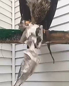 Spirit, a juvenile Bald Eagle and Raptor-in-Residence here at the Alaska Raptor Center, tearing into some enrichment provided her by our Avian Care Specialists. Providing enrichment helps our Raptors-in-Residence to perform natural behaviors, to be more active and to increase control over their environment. Spirit found her way to the Alaska Raptor Center in 2016 after being discovered in a ditch in Juneau, Alaska. Spirit now has a head tilt and very limited vision in her left eye due to scarrin