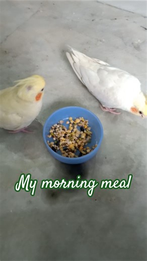My Cockatiels Enjoying Their Morning Meal | So Cute! #shorts