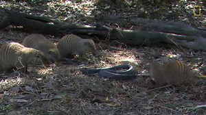1.4K views · 21 reactions | Mongooses have been known to attack – and eat – some of the most feared snakes on the planet. So how does this otherwise innocuous-looking furball do it? | National Geographic UK | Facebook